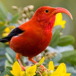 A red bird