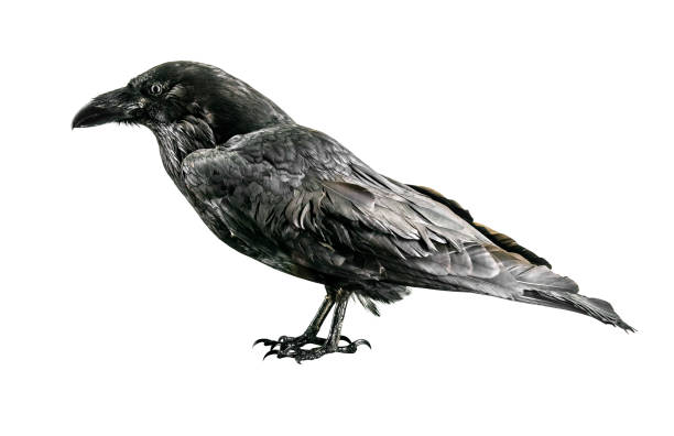 A raven bird A raven bird