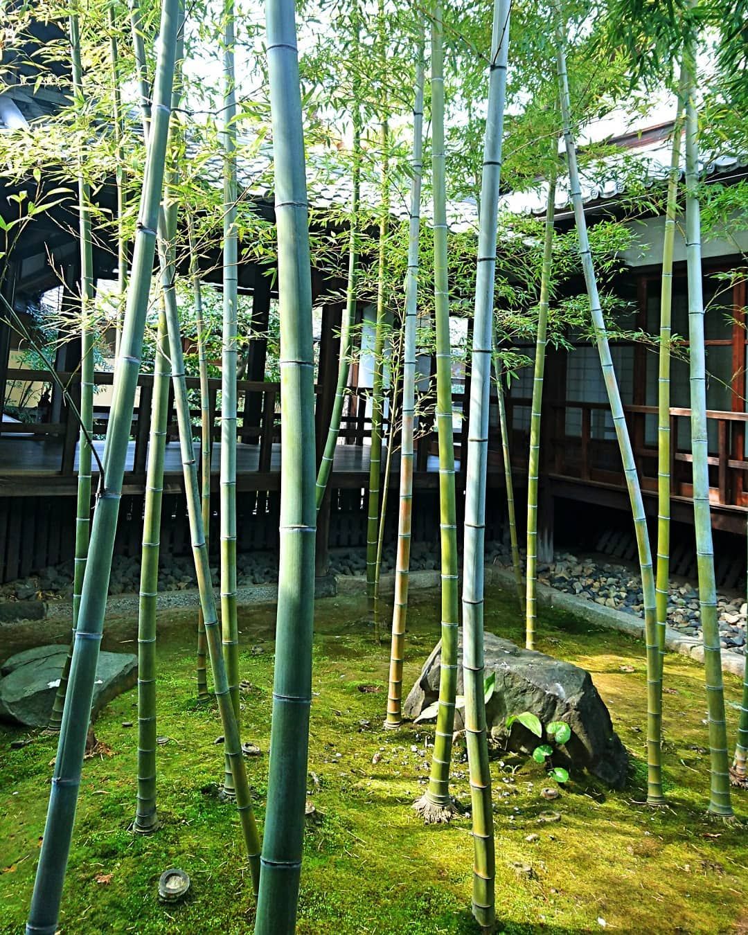 Bamboo Tree